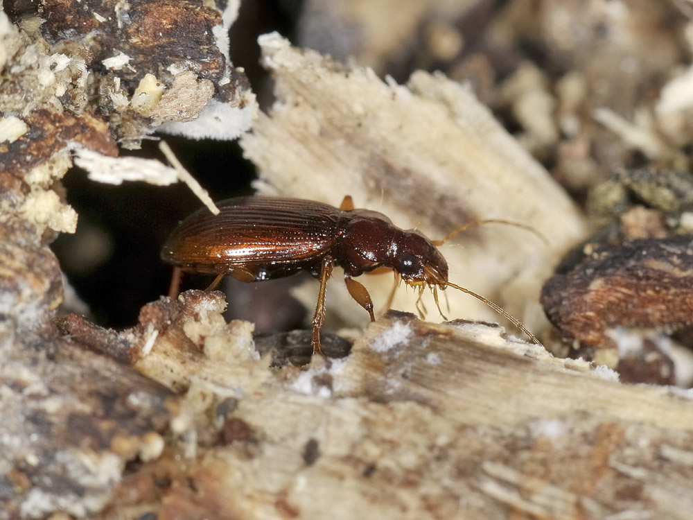 Leistus quale? L. ferrugineus